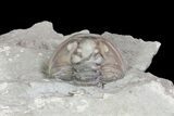 Wide, Enrolled Flexicalymene Trilobite In Shale - Ohio #67656-2